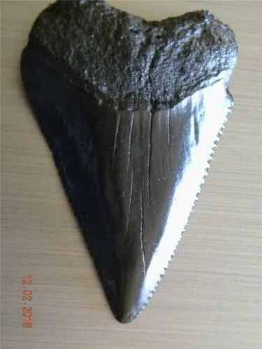 Great White Shark Fossil