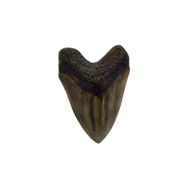 Small Megalodon Tooth Replica